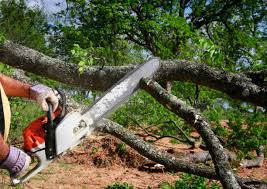 Best Fruit Tree Pruning  in Blissfield, MI