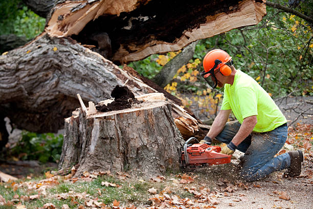 Blissfield, MI Tree Services Company